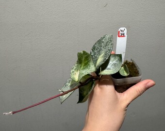 Hoya carnosa ‘Argentea Princess’① Hoya carnosa 'Argentea Princess' : r/hoyas