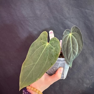 Anthurium Carla x BVEP active growing plant! Exact plant. Anthurium antolakiii hybrid, anthurium carlablackiae hybrid
