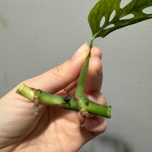 monstera laniata mint high variegation cutting. US seller, exact plant image 6