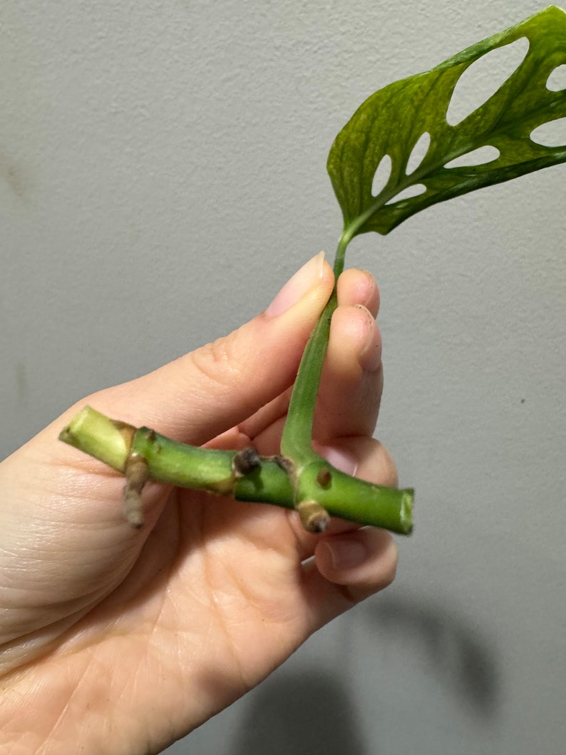 monstera laniata mint high variegation cutting. US seller, exact plant image 6