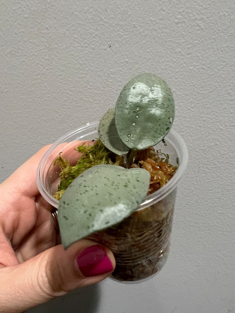 Hoya Lacunosa Silver Mint Coin Rooted Cutting. Exact Plant Etsy