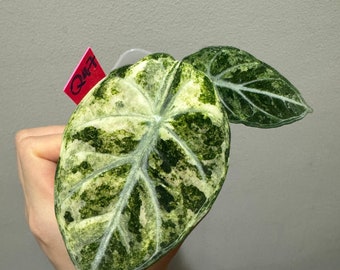 Alocasia Ninja albo variegated rooted active growing plant. High variegated Exact Plant