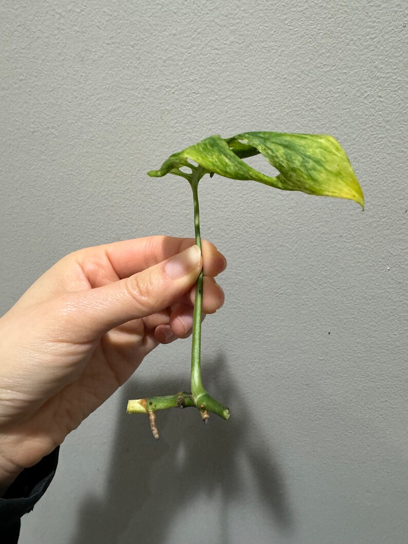 monstera laniata mint high variegation cutting. US seller, exact plant image 5