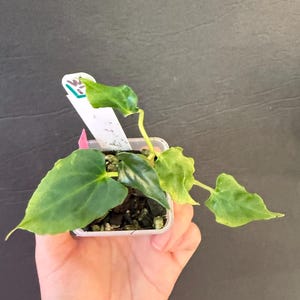 Ralph Lynam Anthurium - Etsy