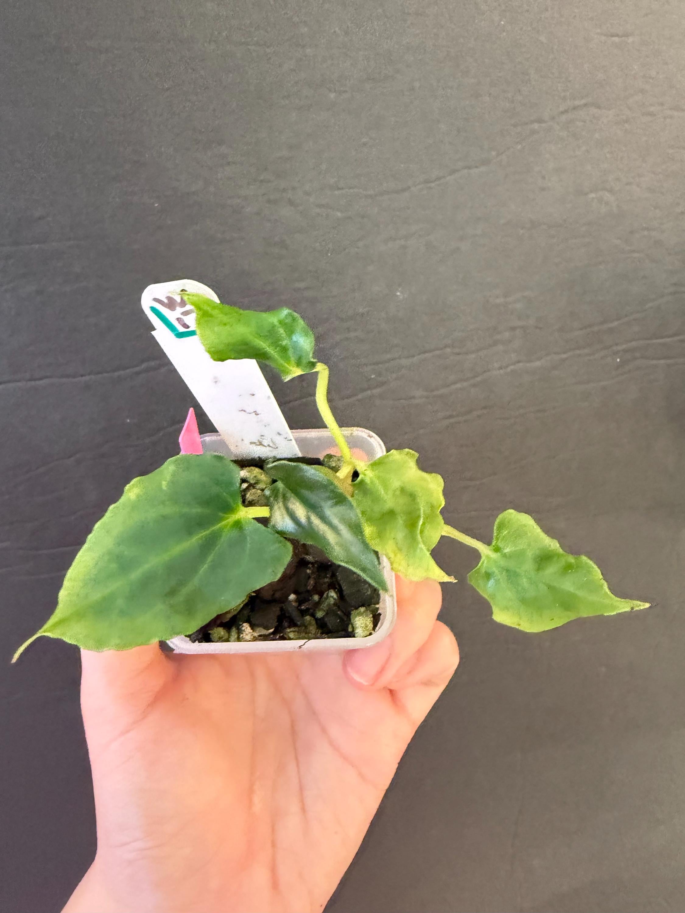 Ralph Lynam Anthurium - Etsy