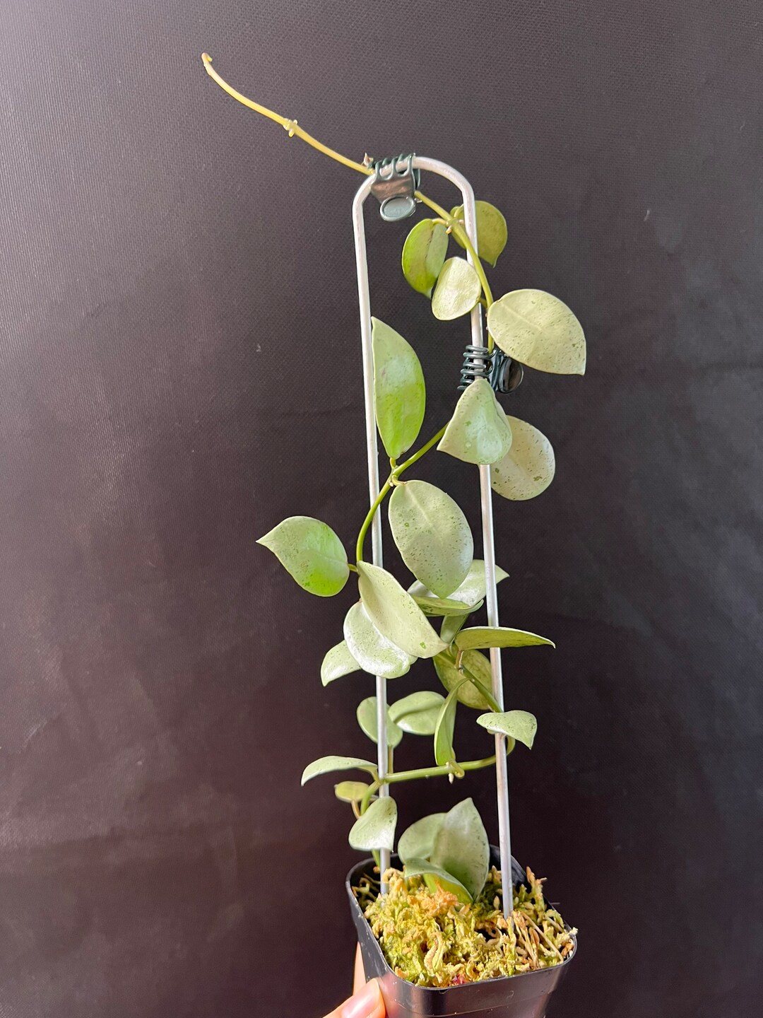 Hoya Lacunosa Silver Mint Coin Rooted Actively Growing. Large Etsy