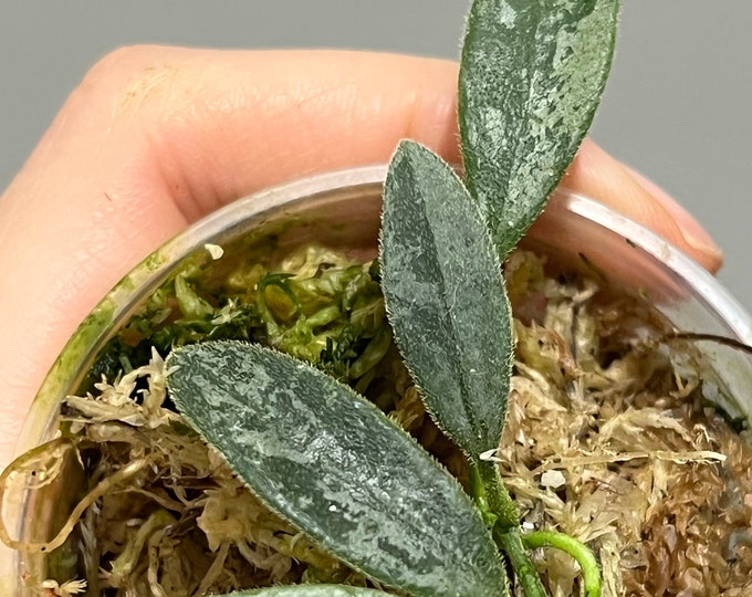 High Splash Hoya Lima Splash Cutting. Exact Plant Ship Fast - Etsy