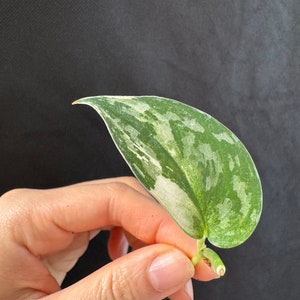 Scindapsus mayari variegated cutting , exact plant, ship fast image 5