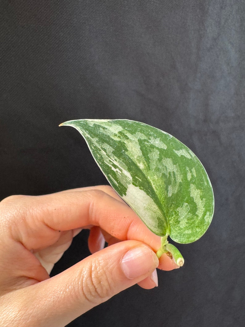 Scindapsus mayari variegated cutting , exact plant, ship fast image 5