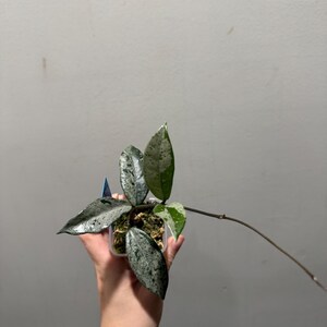 Hoya Wilbur Graves China cutting rooted active growing. Super silver. Exact plant