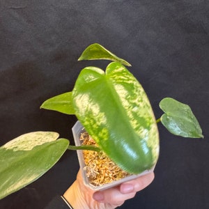 Philodendron ilsemanii rooted active growing. 2 growing points. super rare plant from Kunzo farm Fast shipping exact plant US seller image 6