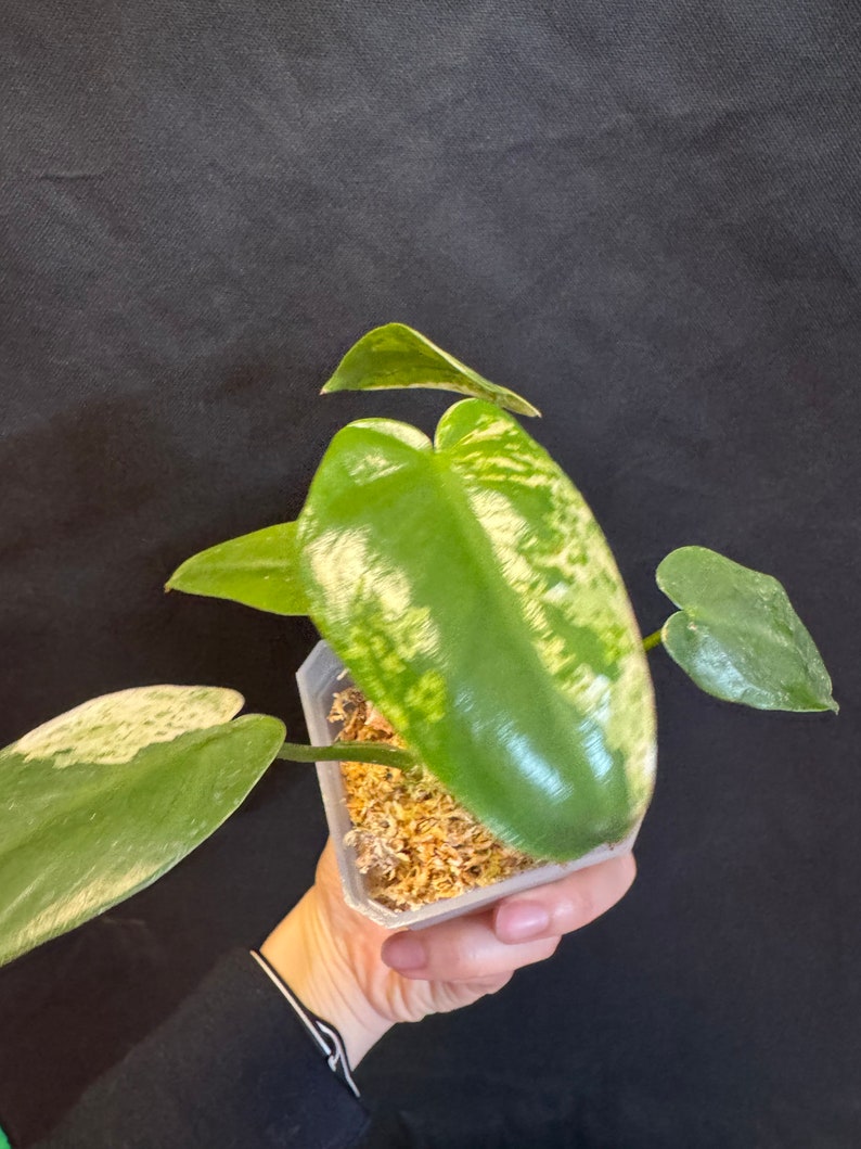 Philodendron ilsemanii rooted active growing. 2 growing points. super rare plant from Kunzo farm Fast shipping exact plant US seller image 6