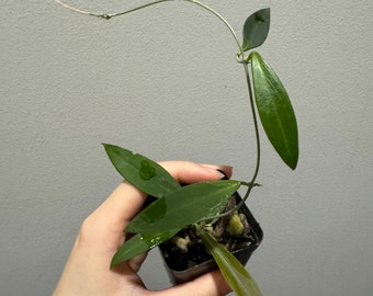 Hoya Microdwarf ns12-323 rooted active growing. Exact plant fast shipping