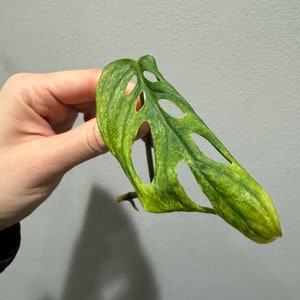 monstera laniata mint high variegation cutting. US seller, exact plant image 3