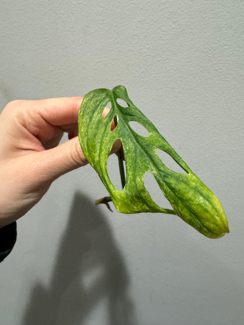 monstera laniata mint high variegation cutting. US seller, exact plant image 3