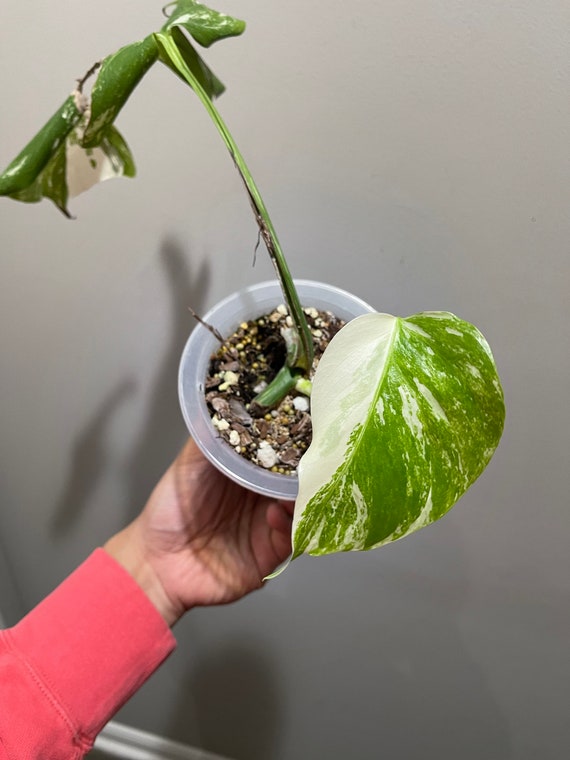 Monstera Albo Half Moon High Variegation Rooted Active Etsy