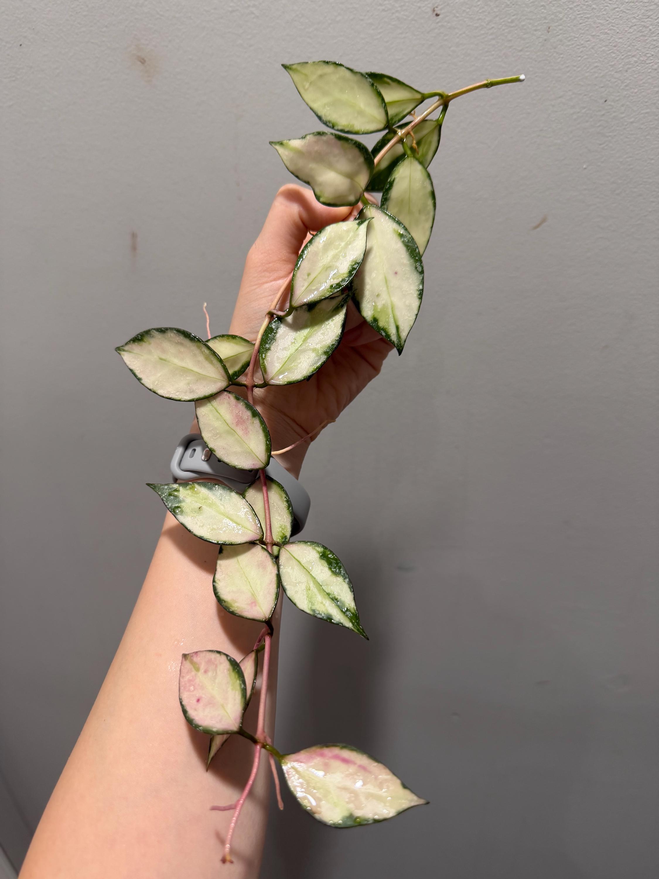 Hoya Nabawanensis Variegated - Etsy