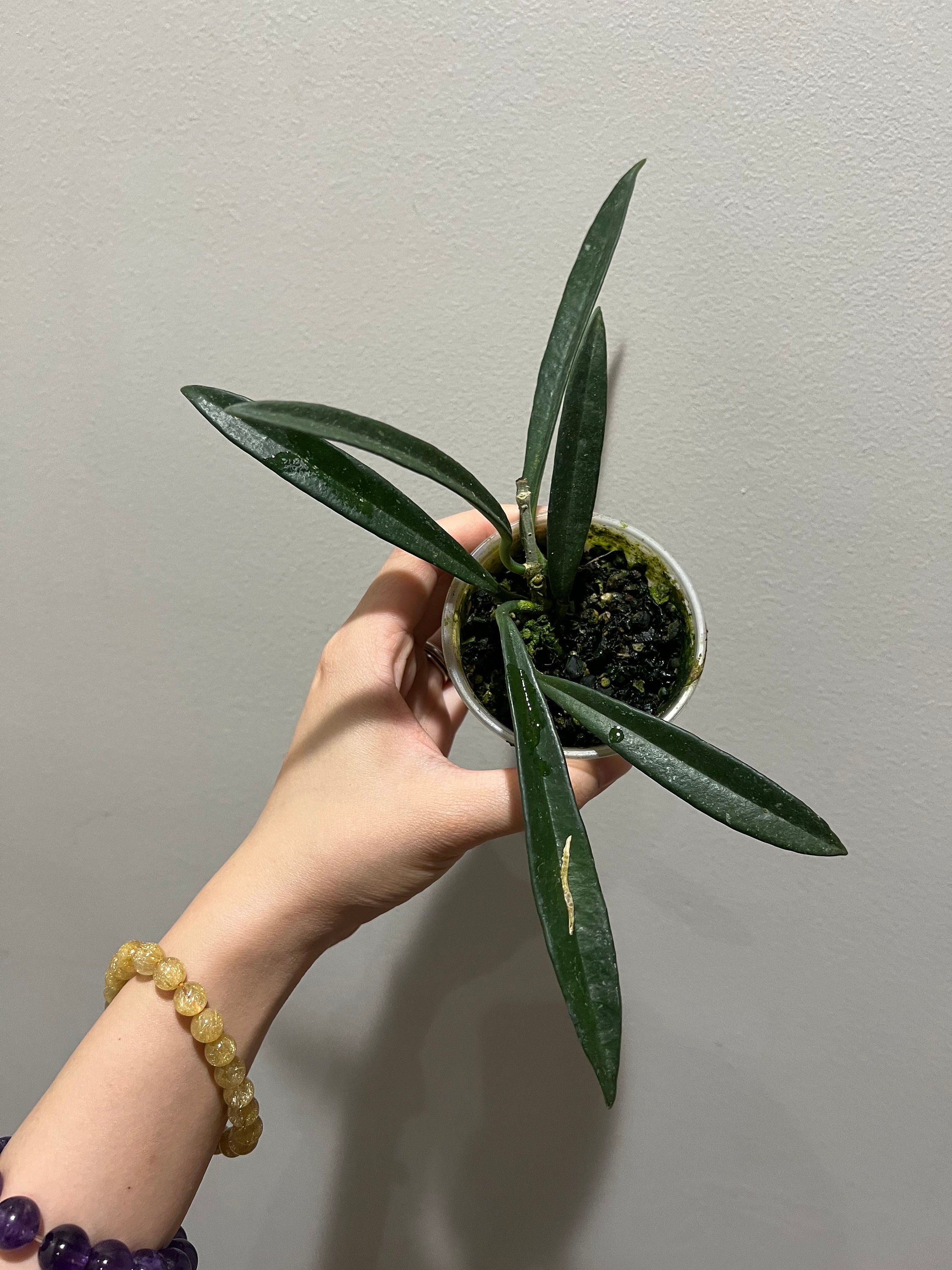 Hoya Chunxiao 005 Rooted Bottom Cutting. Exact Plant - Etsy