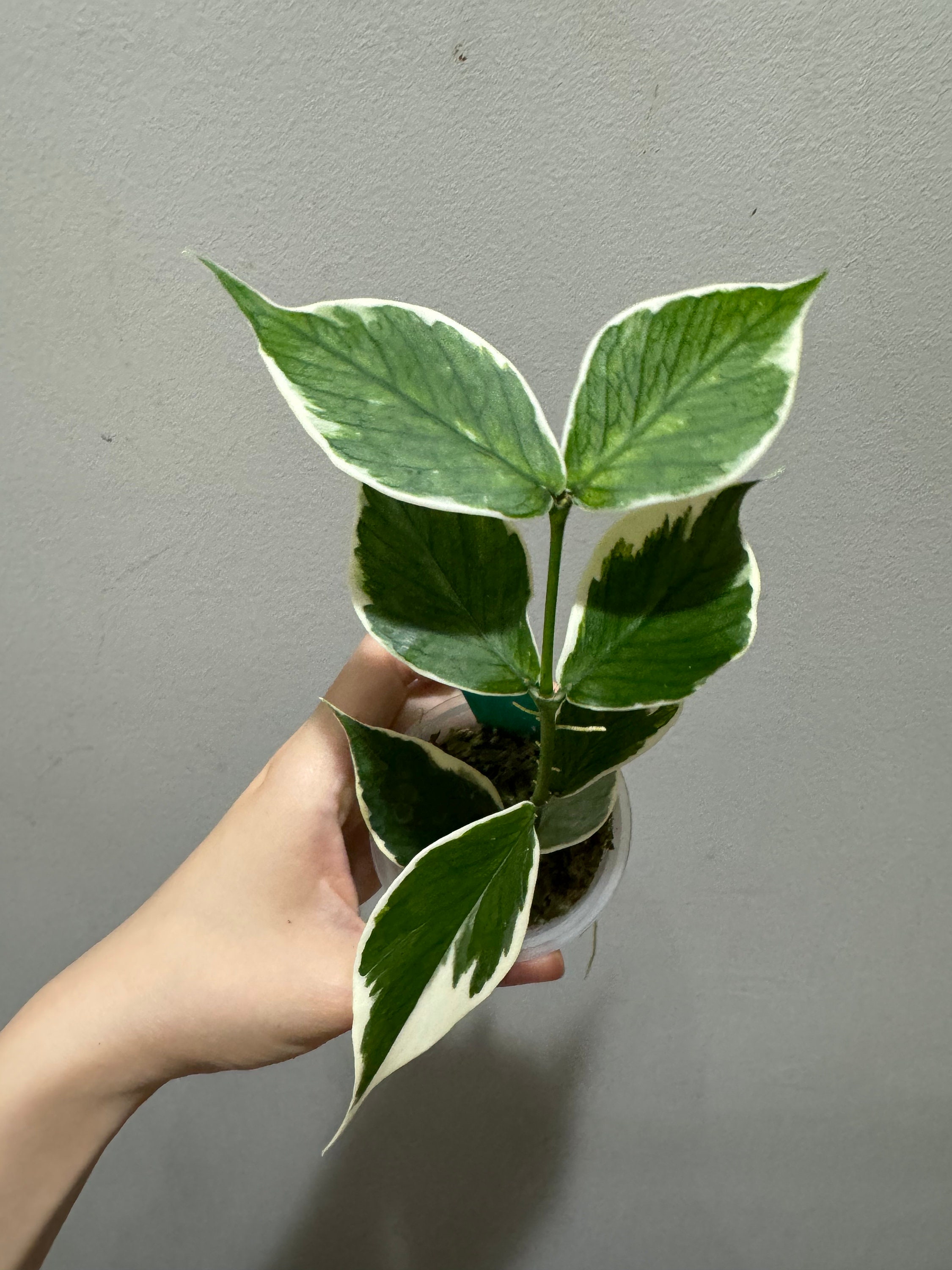 Hoya polyneura albomarginata rooted cutting active growing