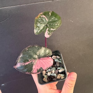 Alocasia Serendipity Variegated Pink - Etsy