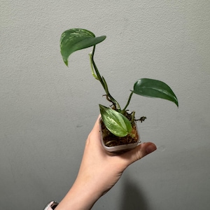 Scindapsus variegated blue albo rooted bottom cutting. US seller!