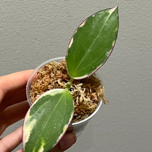 Hoya Sp Para Albo. Hoya Para Albomarginata Rooted Cutting