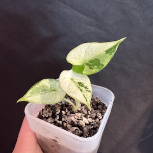 Alocasia Black Velvet Pink Variegated active growing plant. Exact Plant.