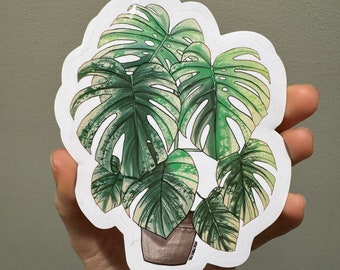 Monstera Mint Variegated Stickers - Variegated Monstera - Water Resistant Durable Vinyl Glossy Plant Stickers - Plant Lover Gift