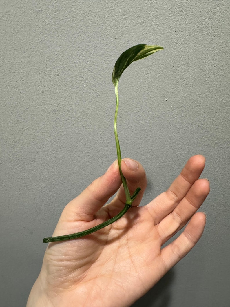 Monstera laniata mint variegated narrow form cutting Variegated monstera Laniata US seller, exact plant image 5