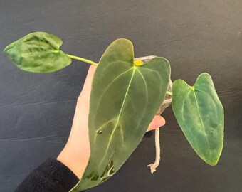 Anthurium Mr. Worldwide x RLFS active growing plant! Exact plant Fast shipping