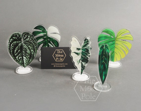Variegated Alocasia Frydek Decoration Aroid Rare Plants Ornament Monstera  Albo Variegated Decoration Anthurium Stand Ornament - Etsy