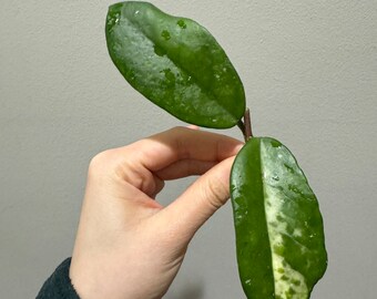 Hoya Madara Green Edge cutting. exact plant fast shipping