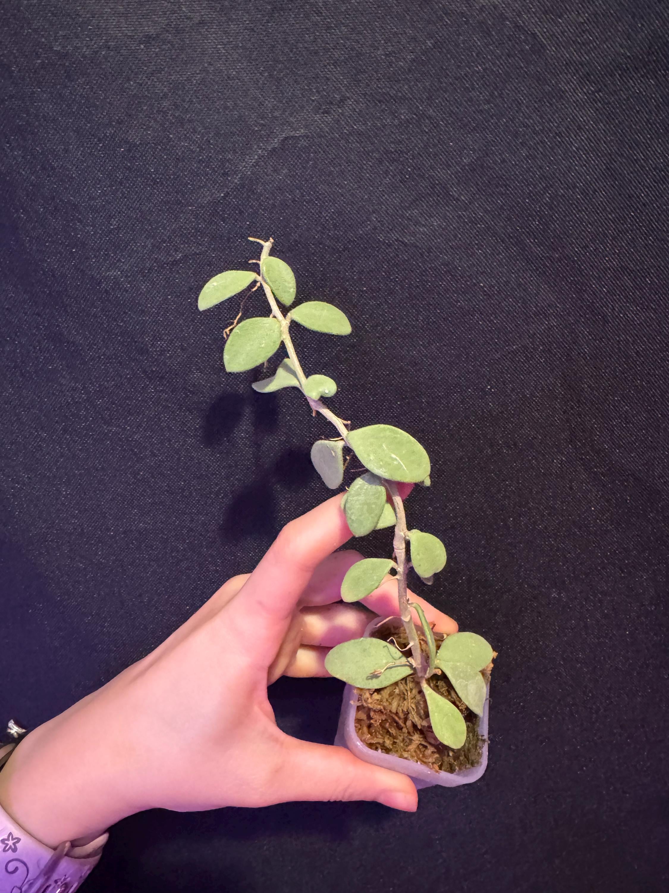 hoya nummularioides silver rooted cutting.  Exact plant fast shipping