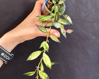 Variegated Hoya lacunosa rooted actively growing. 2 growing points. Exact plant fast shipping