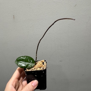 Hoya Wilbur Graves Russia cutting, high splash . Exact plant