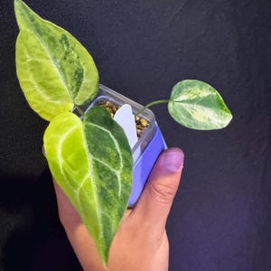 Anthurium Crystallinum variegated rooted active plant. Variegated Anthurium. Exact Plant