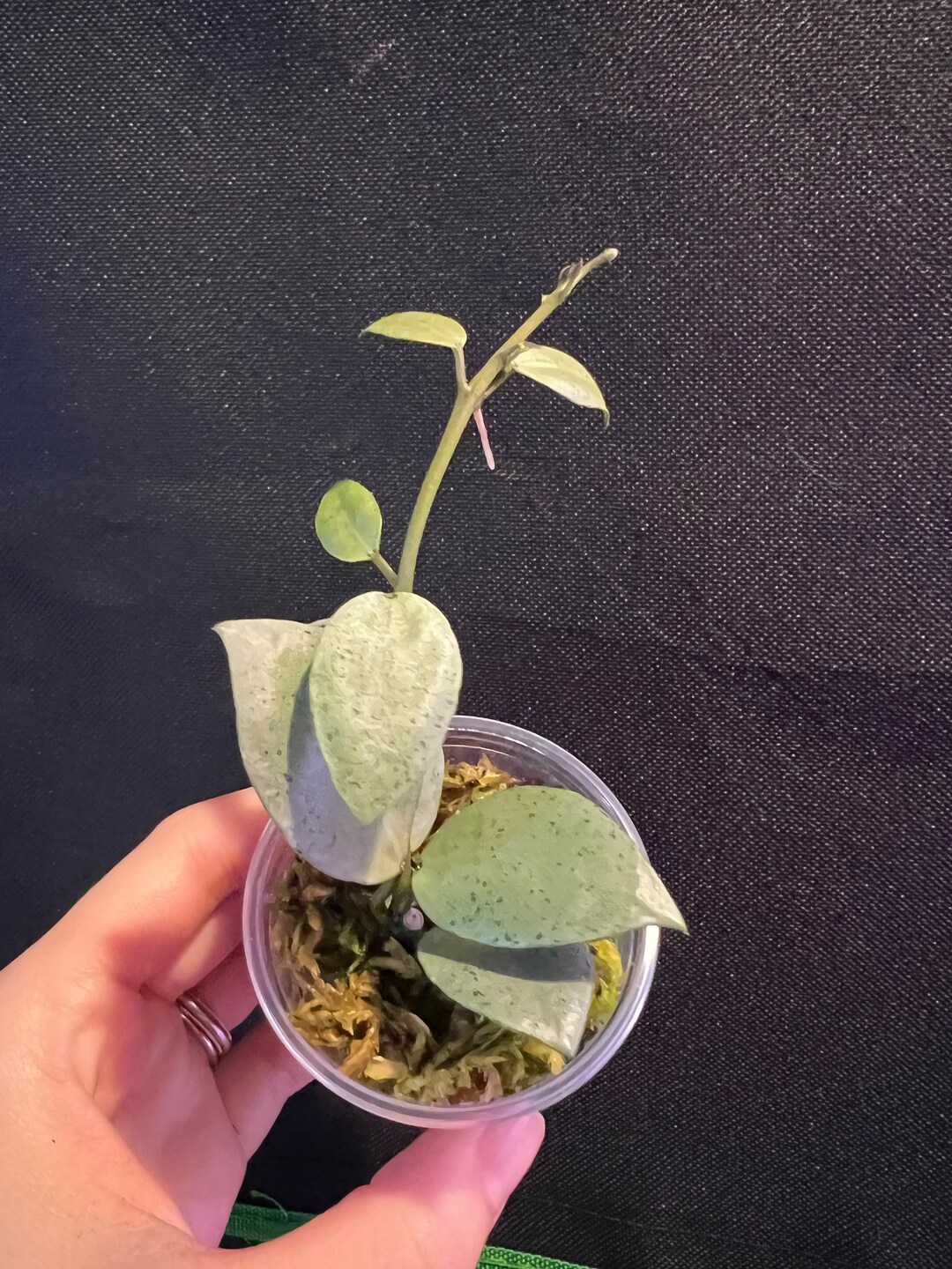 Hoya Lacunosa Silver Mint Coin Rooted Actively Growing. Exact Etsy
