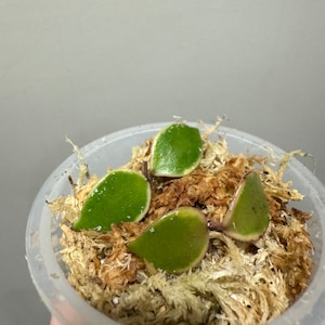 2 hoya bakoensis albo variegated cutting. 2 cuttings in 1 pot. Exact plant fast shipping image 3