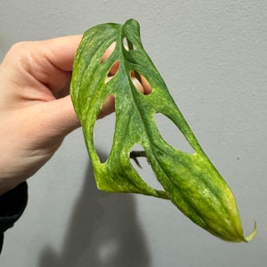 monstera laniata mint high variegation cutting. US seller, exact plant image 1