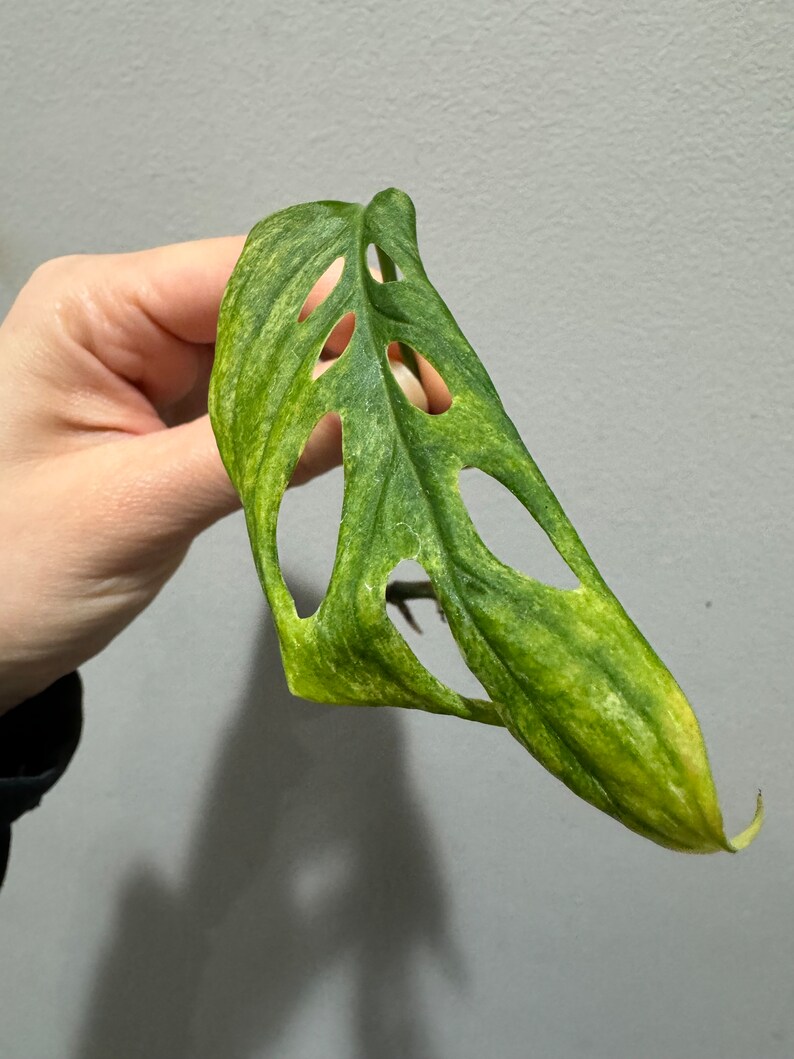 monstera laniata mint high variegation cutting. US seller, exact plant image 1