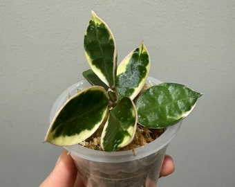 Hoya lacunosa Asami (clone 2) cutting exact plant fast shipping