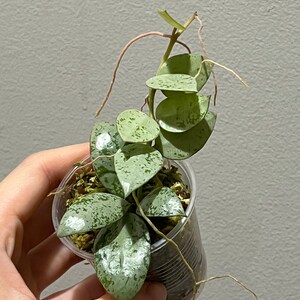 Hoya Lacunosa Silver Lime Big Leaf Rooted Active Growing. Exact