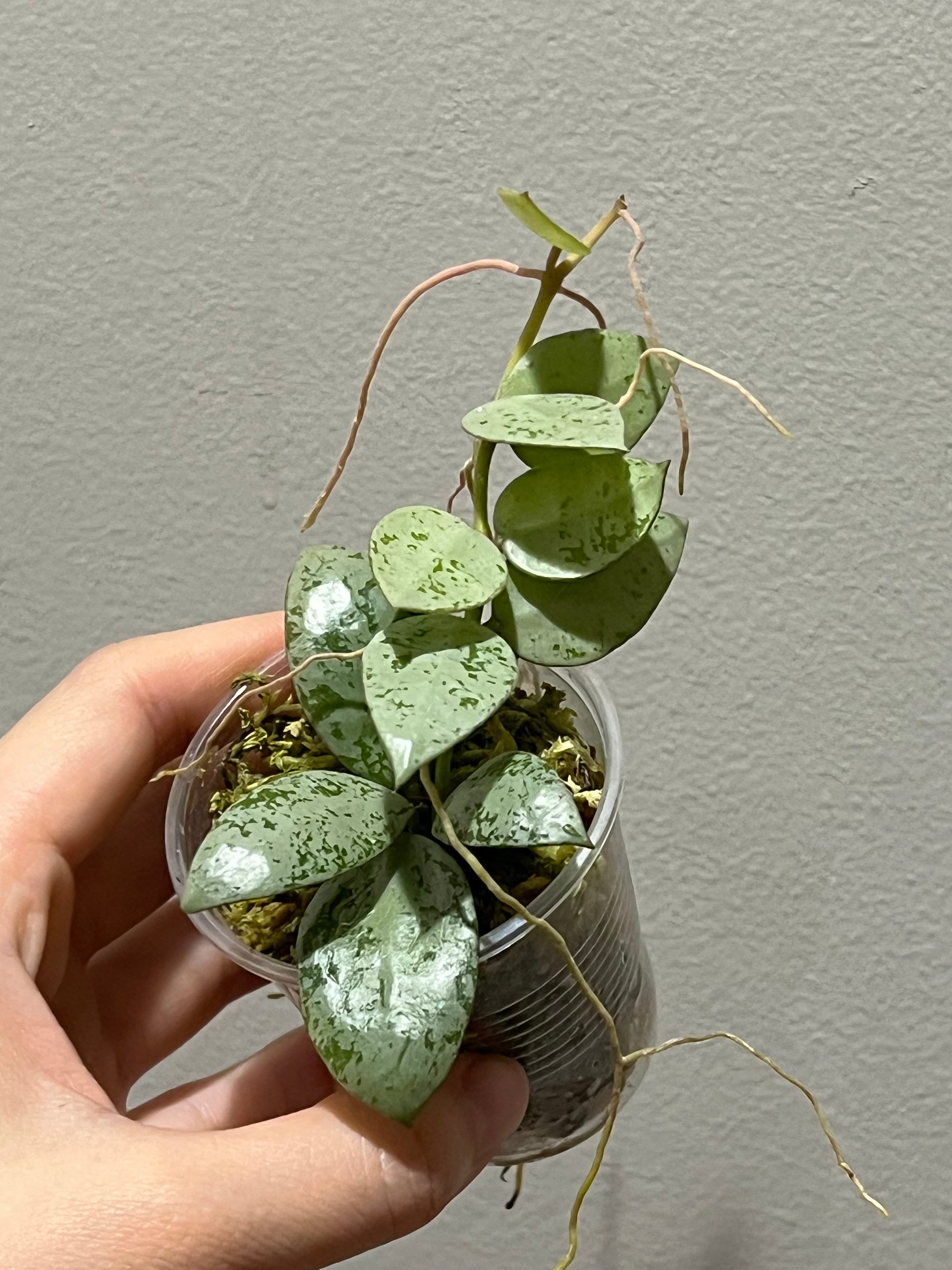 Hoya lacunosa minara カット苗 Hoya Lacunosa Minara - Aroid Nursery