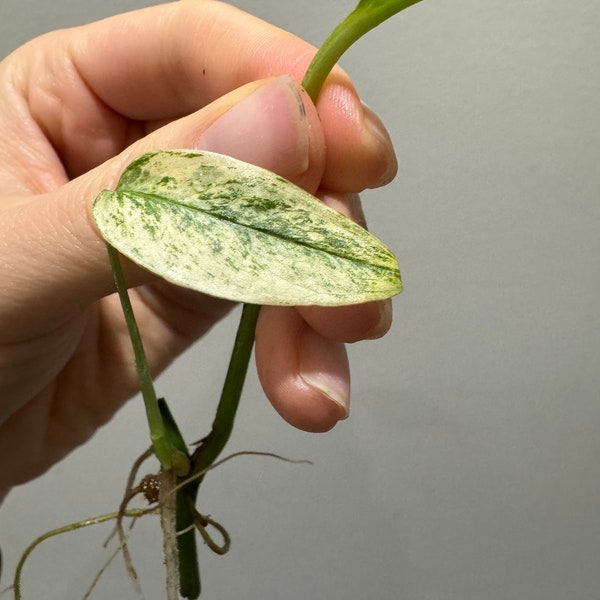 Monstera laniata mint variegated narrow form rooted cutting active growing. Variegated monstera Laniata US seller, exact plant