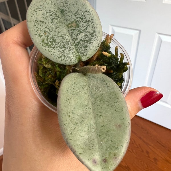 hoya nova ghost rooted cutting. Exact plant fast shipping