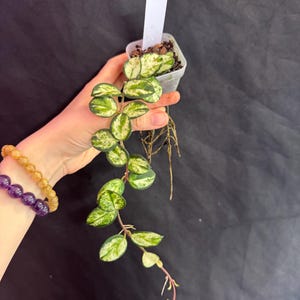 Hoya mathilde variegated rooted active growing. Exact plant fast shipping