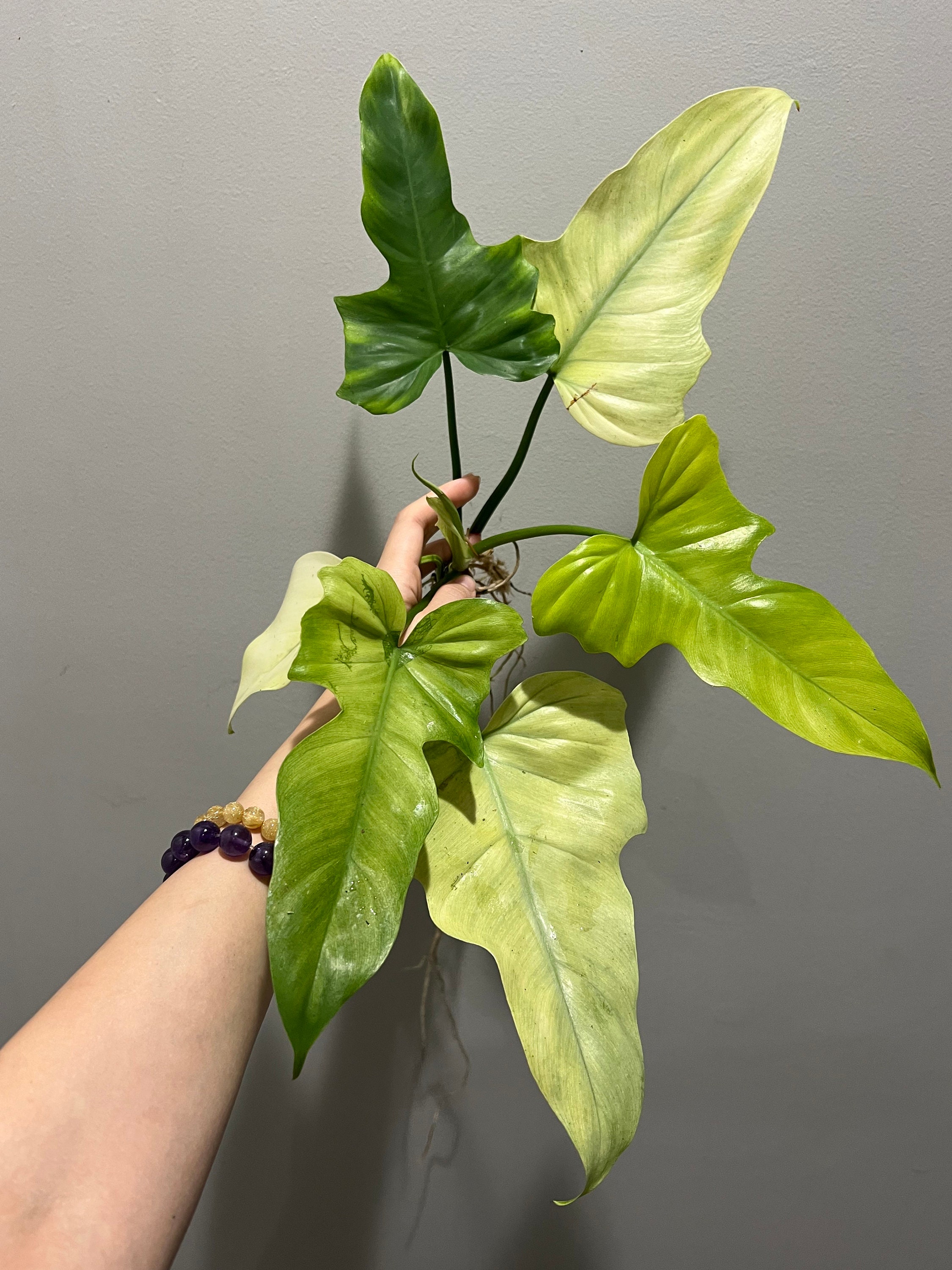 Philodendron Golden Dragon Mint High Variegated Active Plant. Fast  Shipping! US Seller! - Etsy