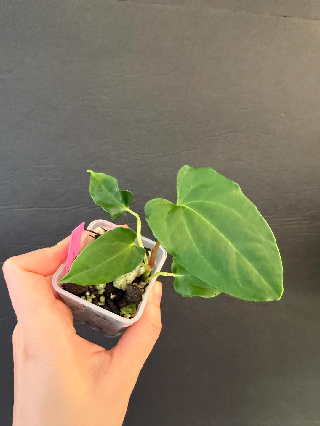 Anthurium Papillilaminum 'ralph Lynam' Self X Self Active Growing Plant ...