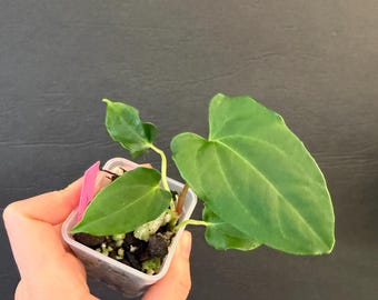 Anthurium papillilaminum 'Ralph Lynam' self X Self active growing plant! Exact plant Fast shipping