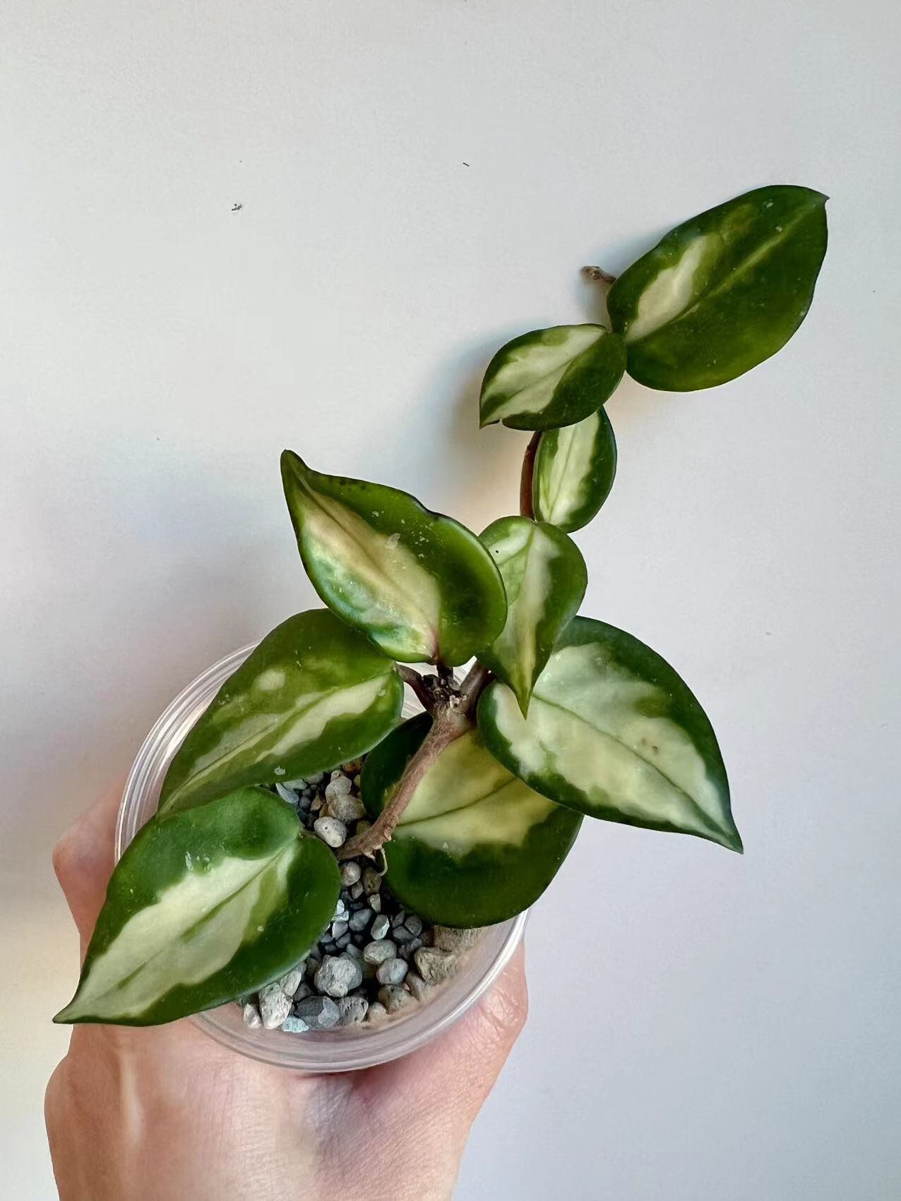 Hoya Carnosa Brazil Fresh Cutting - Etsy